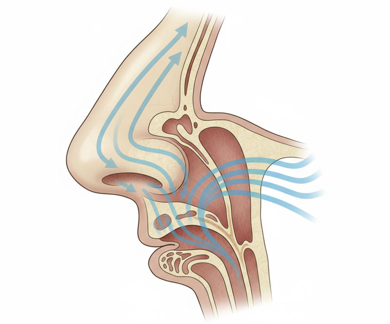 DR. Jurk - Hals-Nasen-Ohren Arzt, Ästhetische Chirurgie in München Anatomie der Nase mit Luftstrom zur Erklärung der Nasenatmung