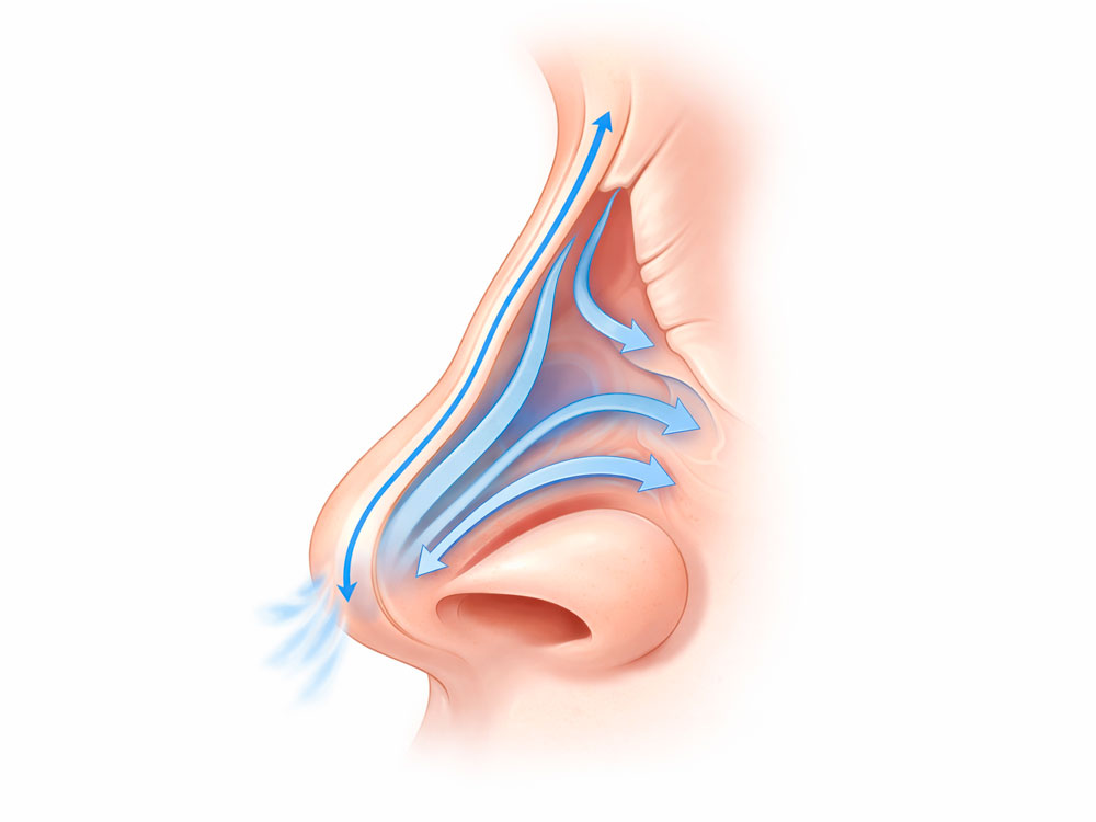 nasenatmung luftstrom darstellung
